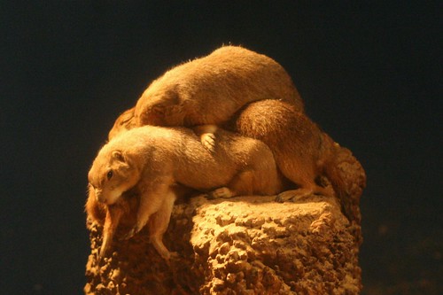 Prairie dog #1 - tower -