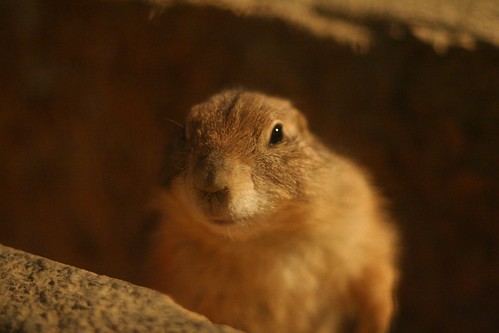 Prairie dog #2 - stare -