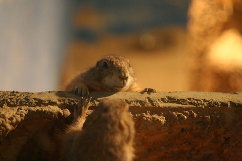 Prairie dog #3 - talk -