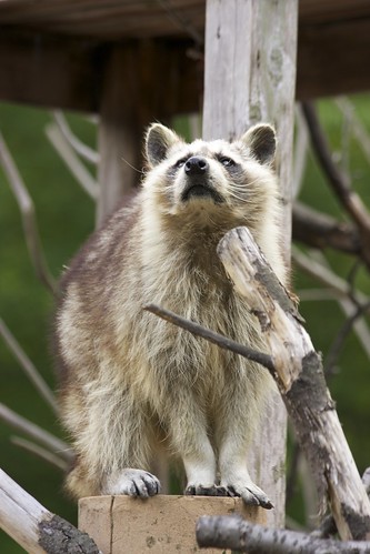 Common raccoon