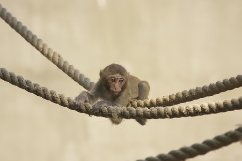 Baby Japanese monkey