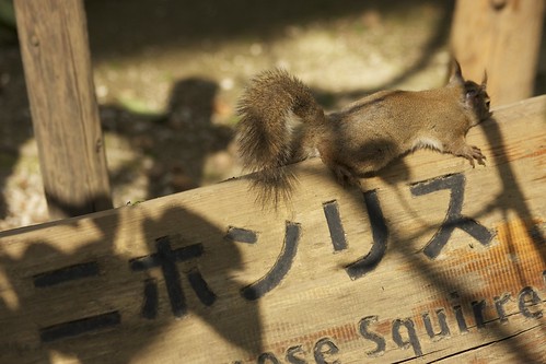 Japanese Squirrel