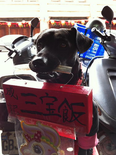 dog at Taiwan
