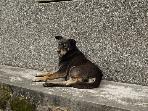 dog at Taiwan